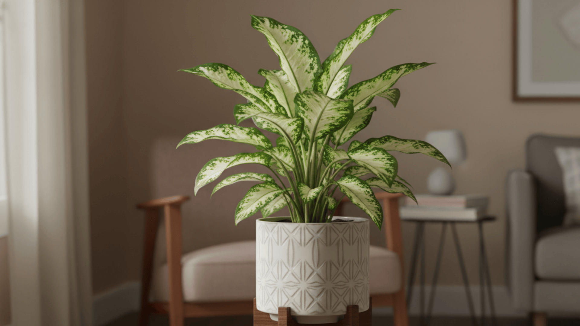 Dieffenbachia Plant