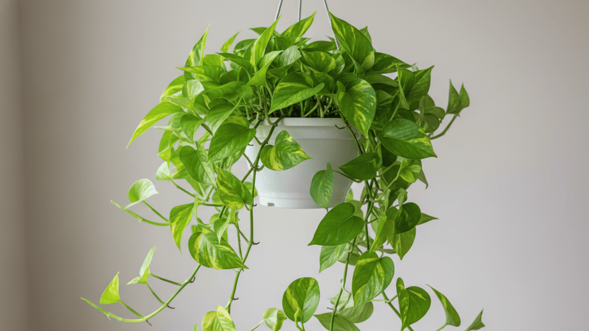 Golden Pothos