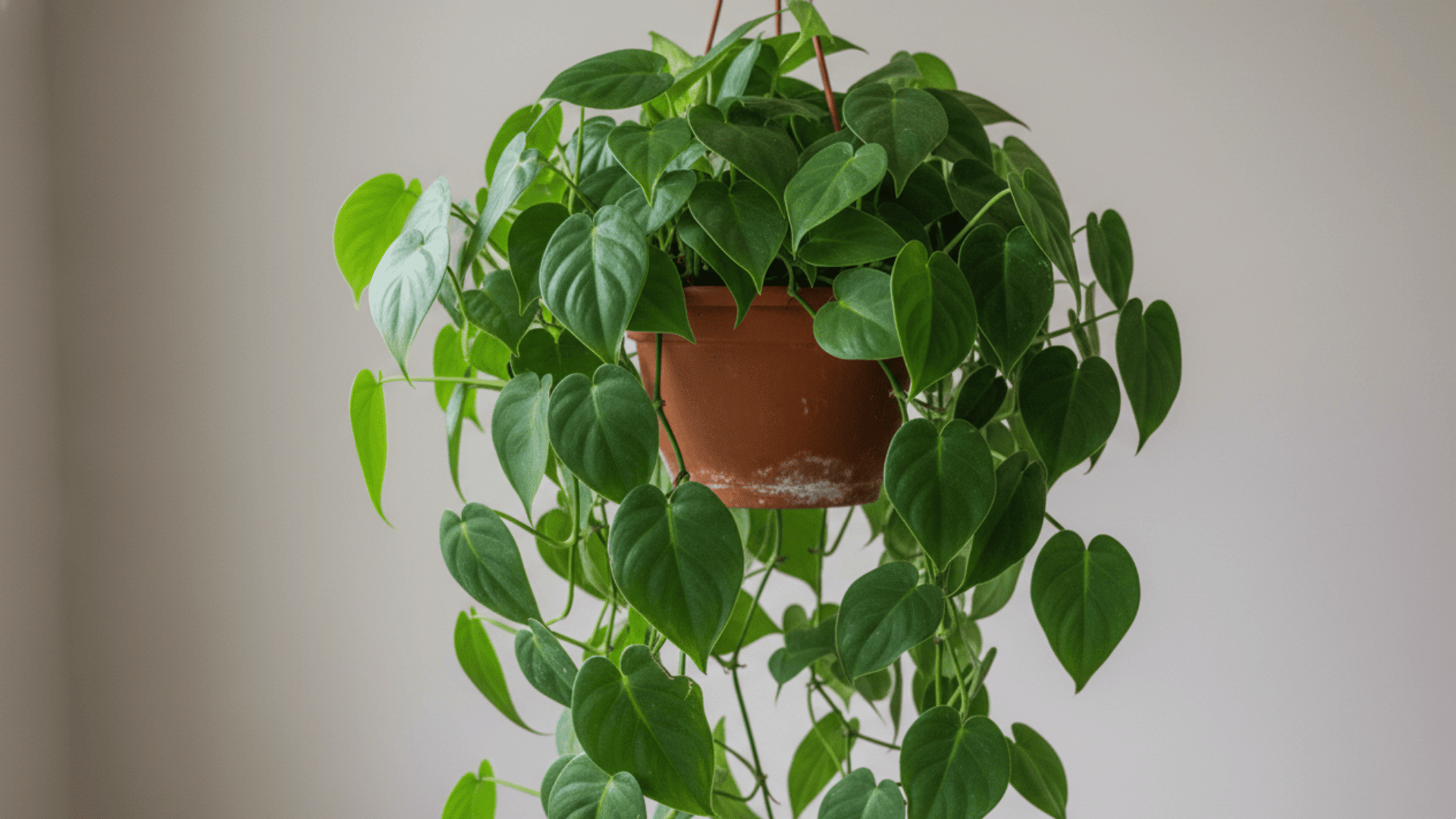 Heartleaf Philodendron
