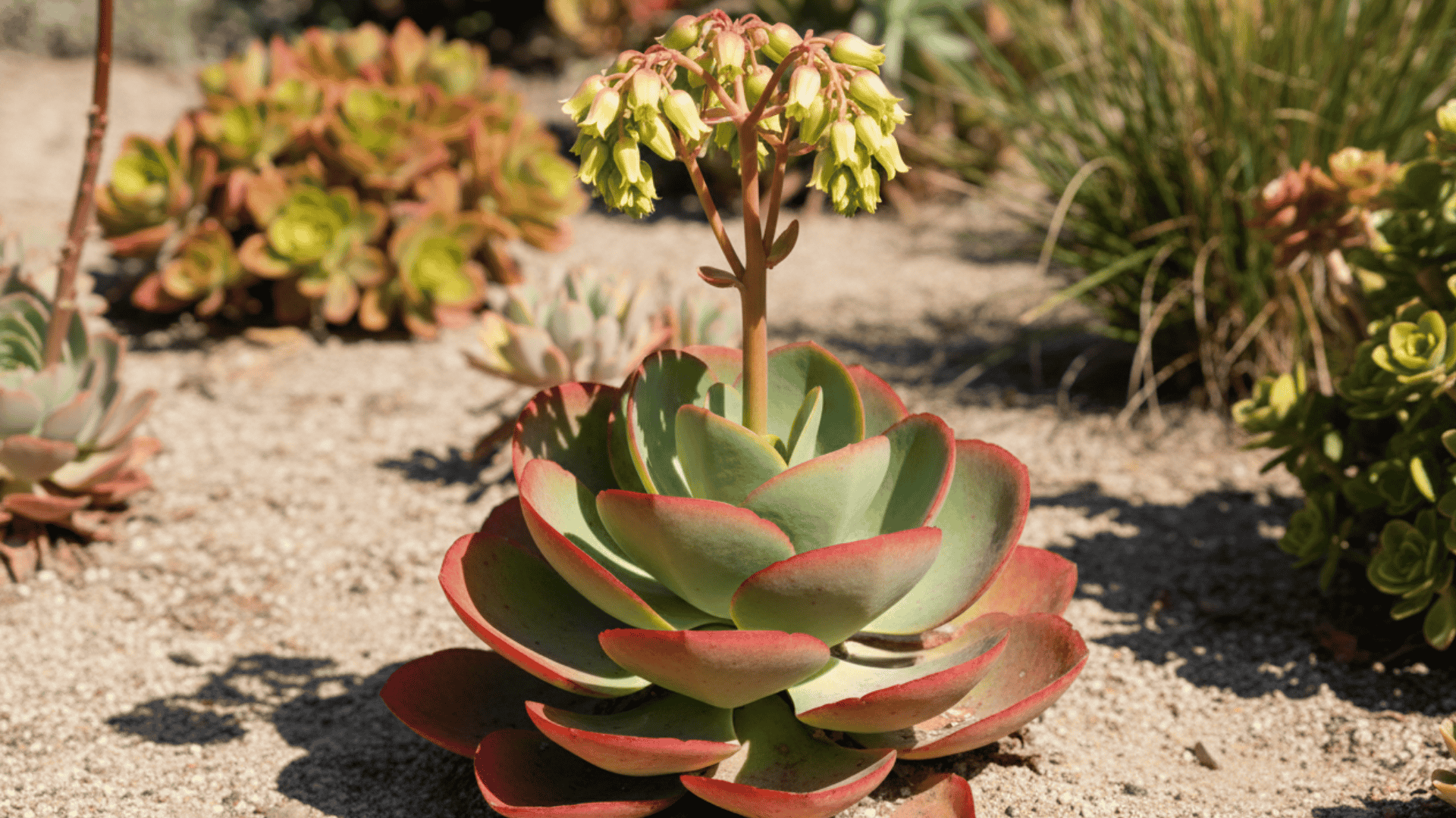 Kalanchoe Thyrsiflora