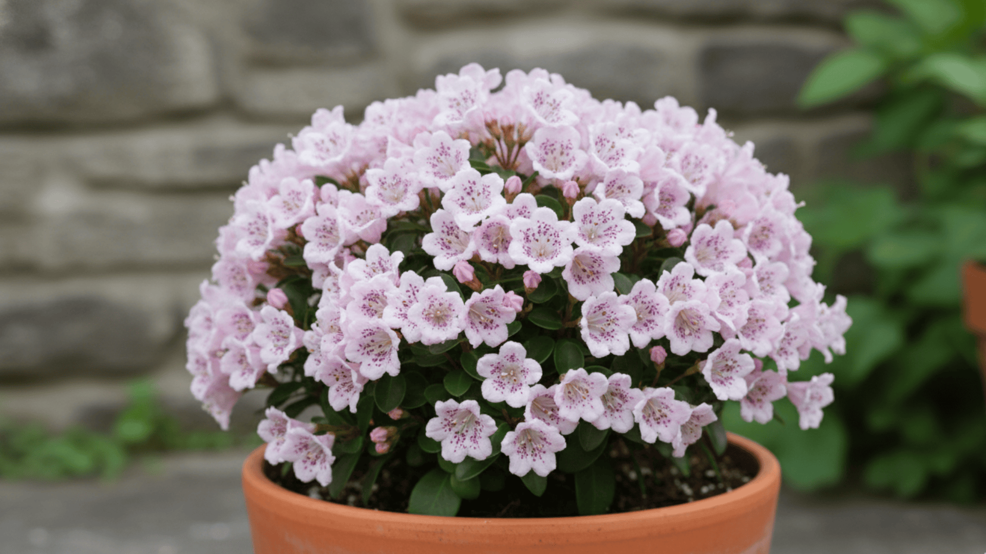 Kalmia Latifolia Compacta