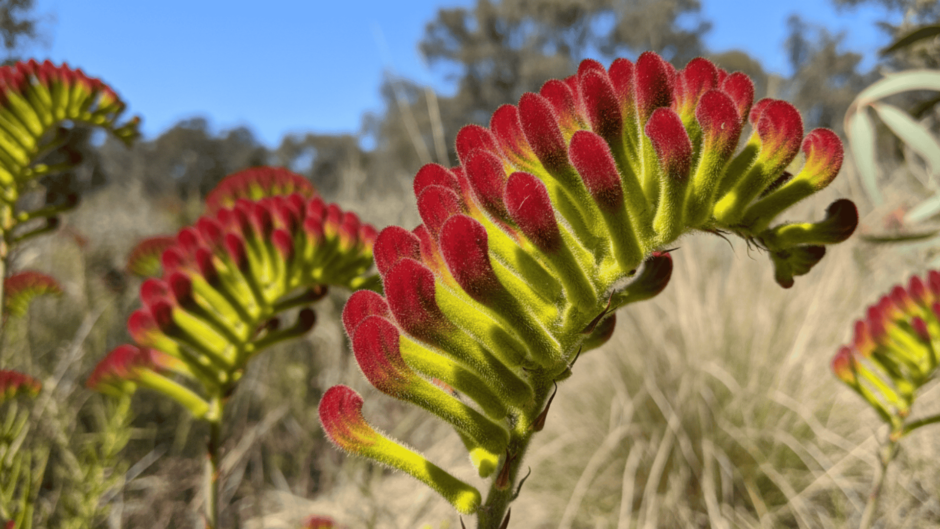 Kangaroo Paw Bush Gem
