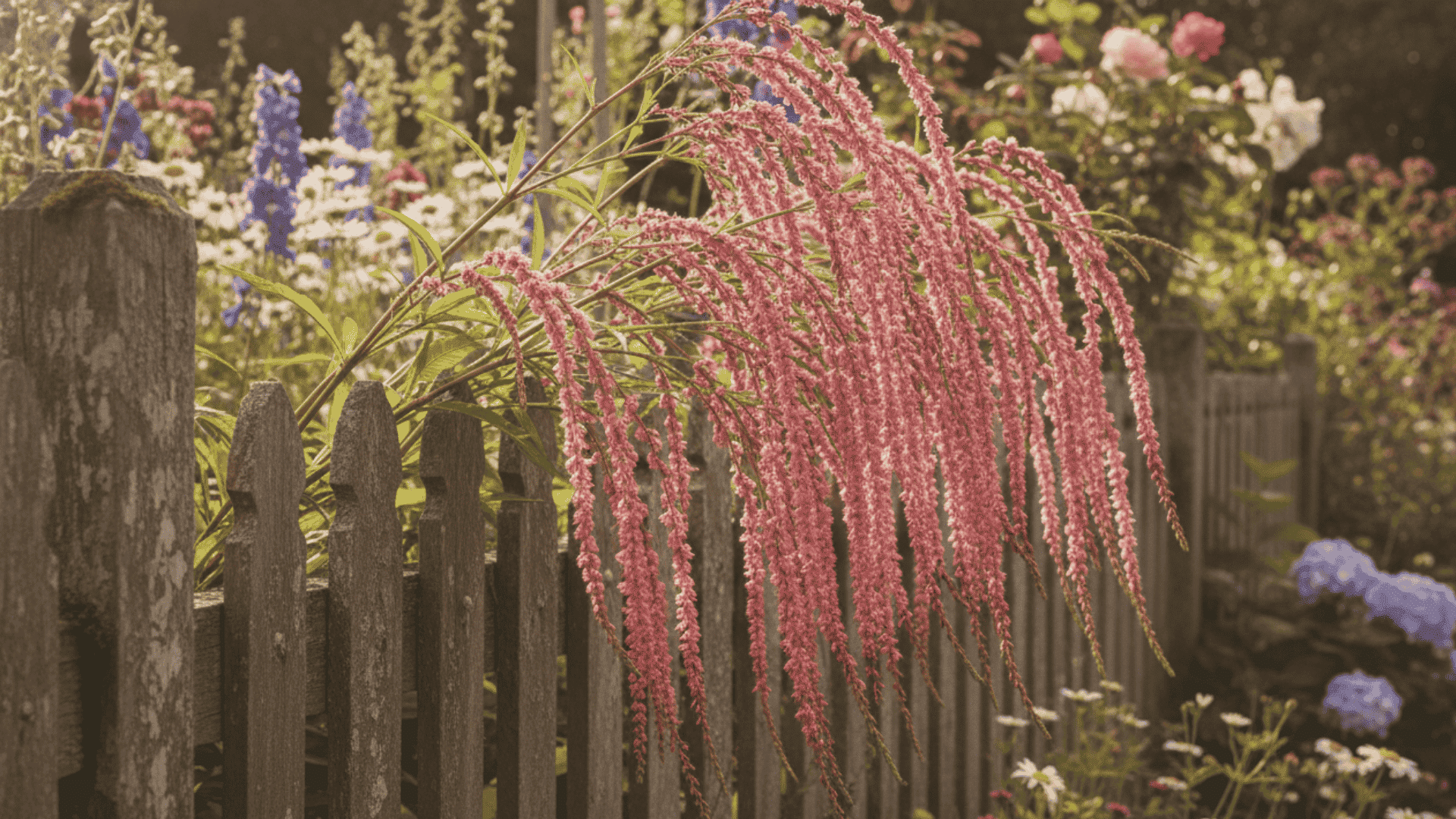 Kiss Me Over The Garden Gate