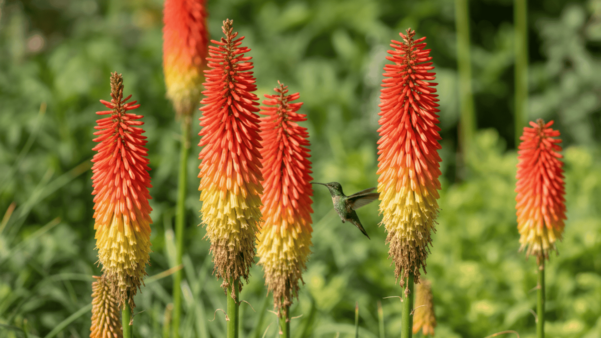 Kniphofia