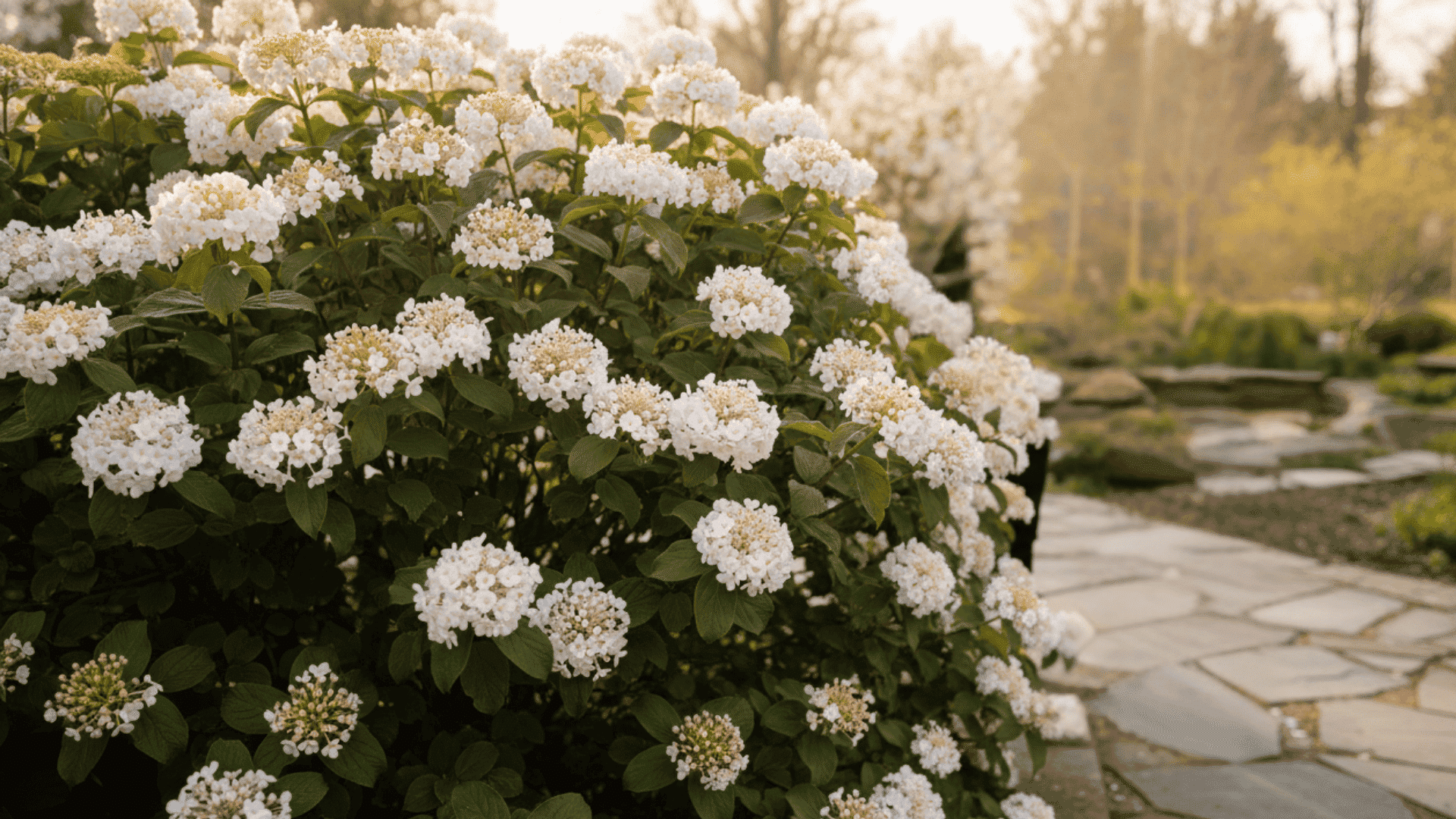 Korean Spice Viburnum