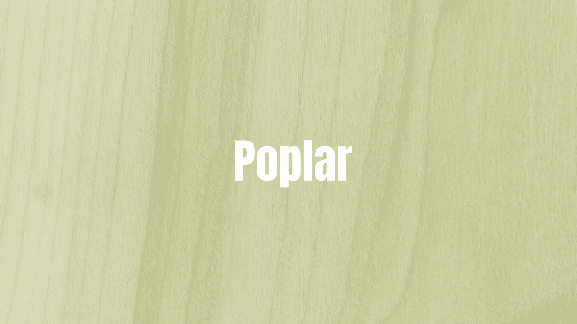 Poplar