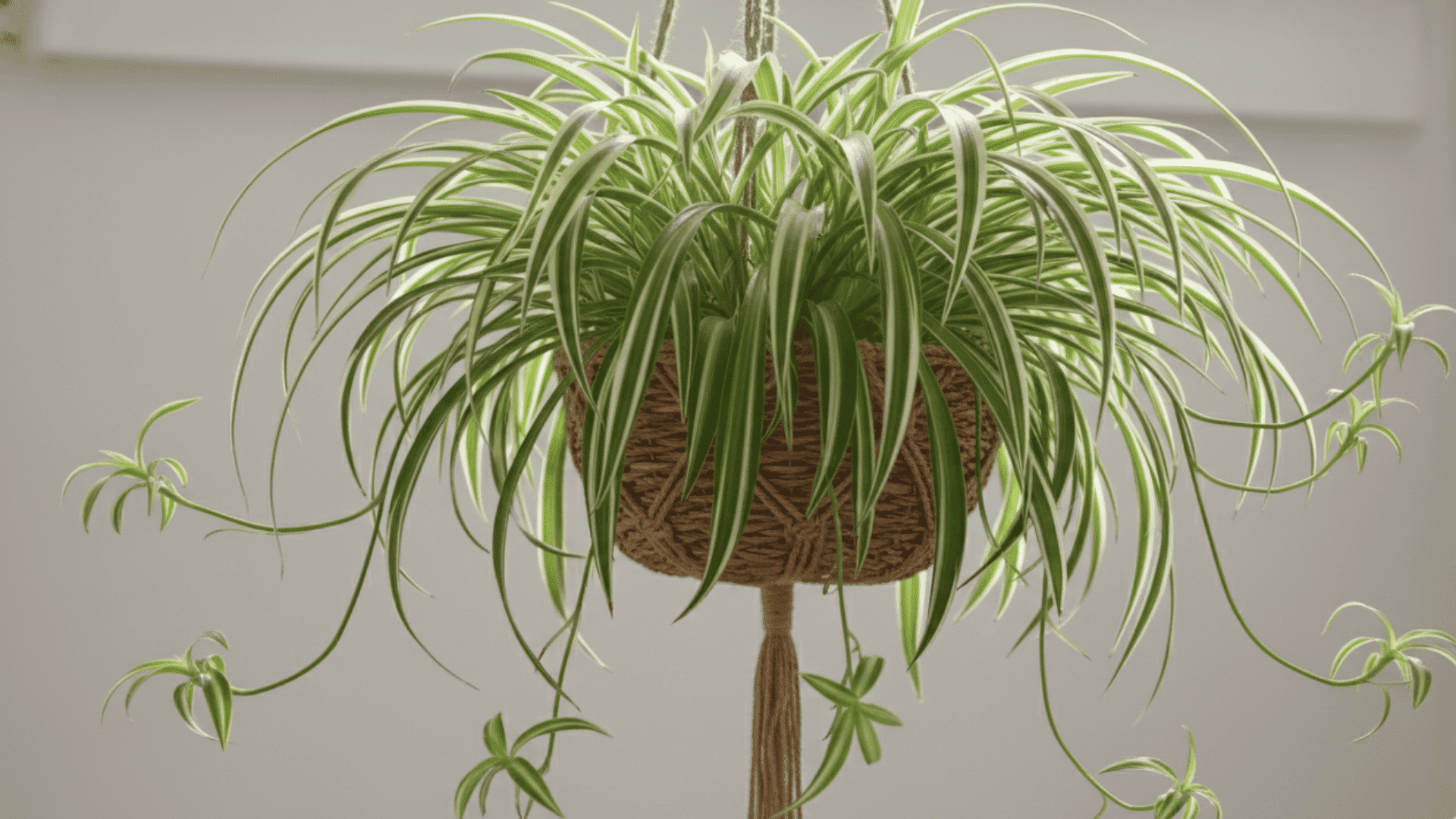 Spider Plant