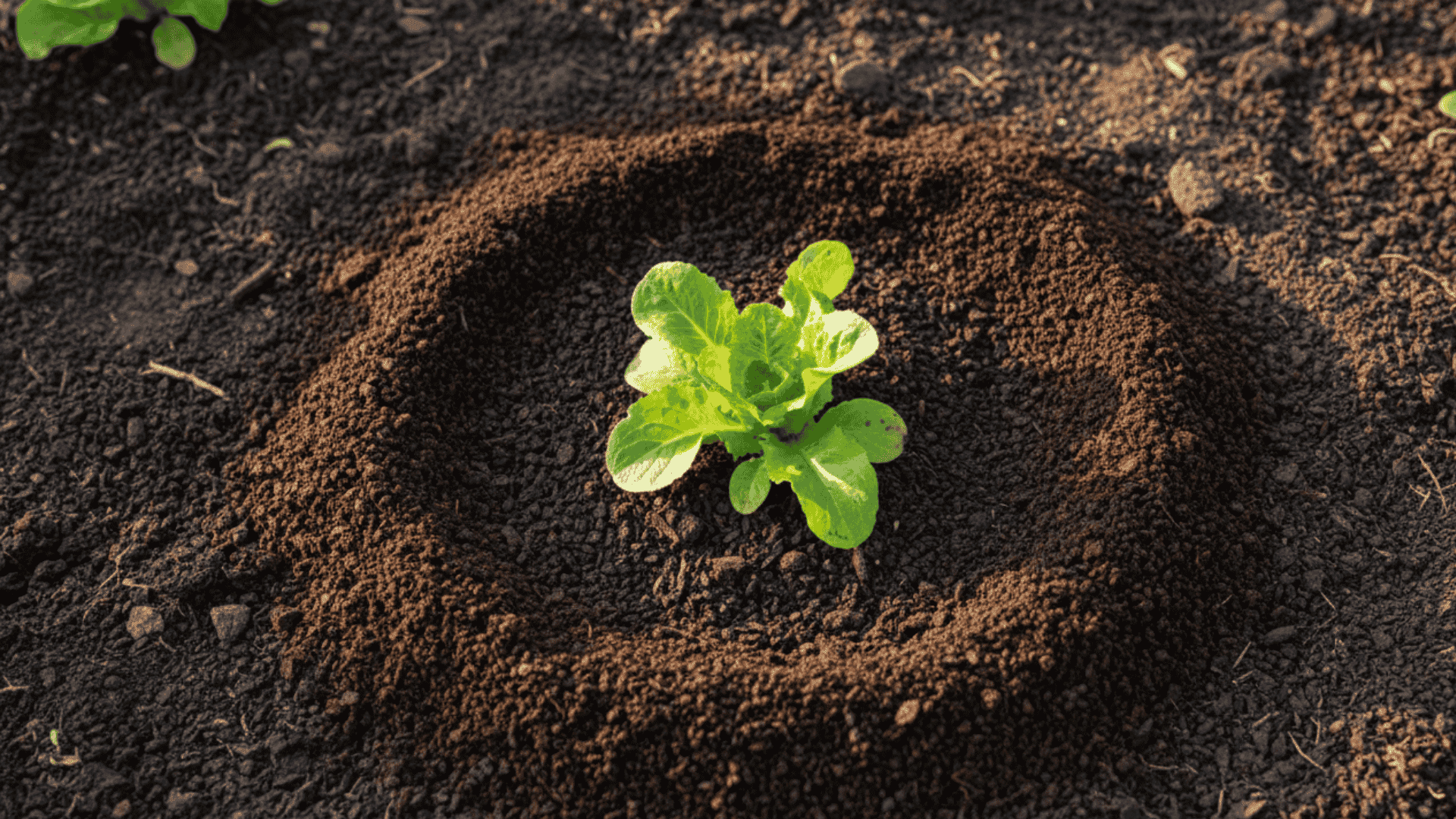 Sprinkle Coffee Grounds