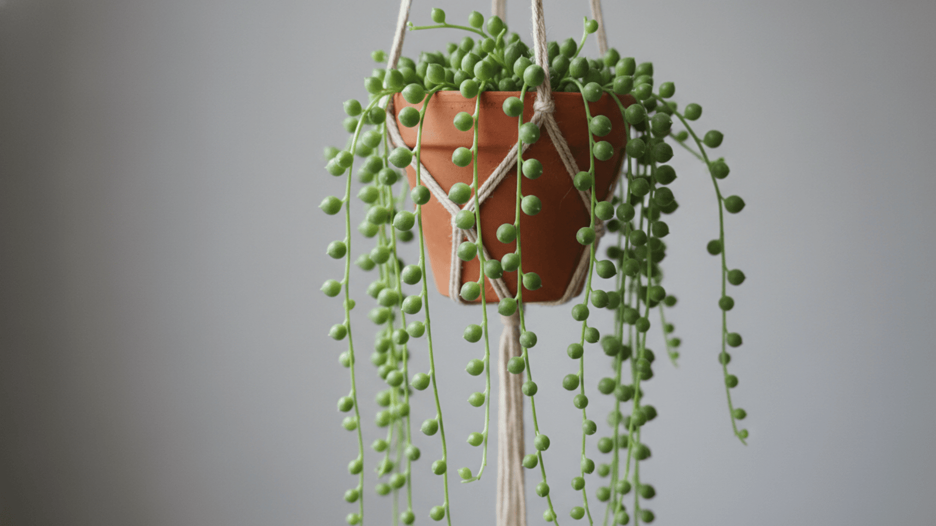 String of Pearls