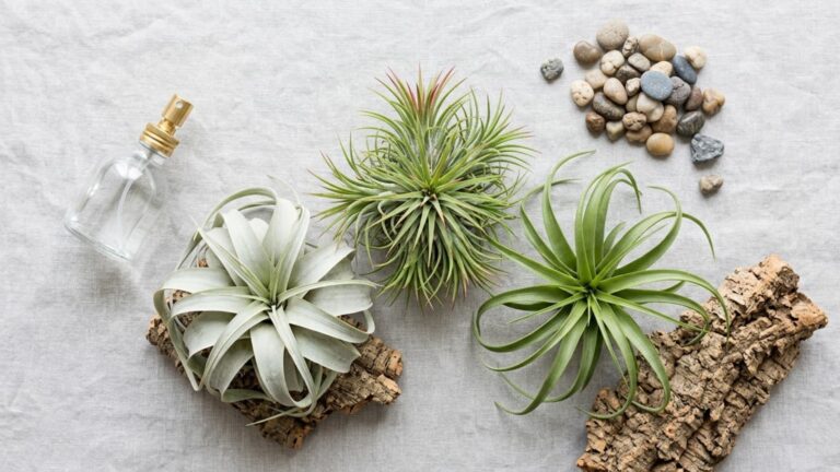 Flat lay of air plant care items featuring three air plants on bark, a spray bottle, and decorative pebbles on a neutral surface.