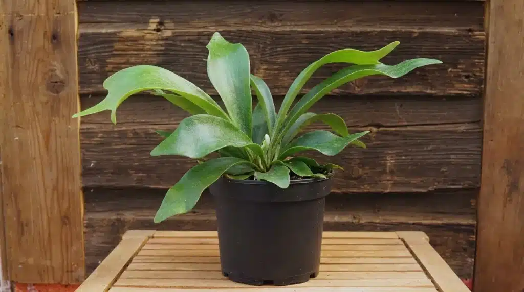 Potted staghorn fern with broad, antler-shaped green fronds placed on a wooden surface against a rustic wood background