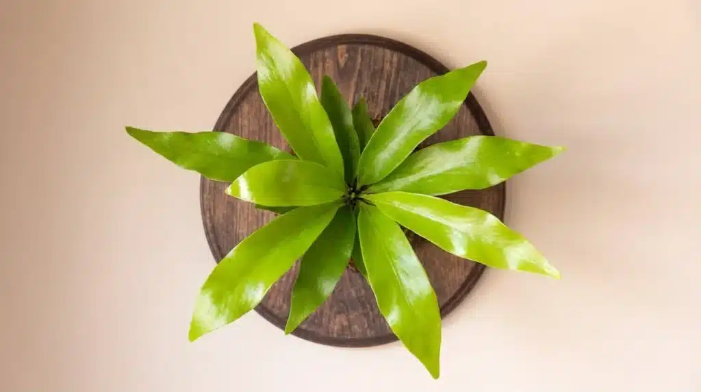 Top view of a bright green staghorn fern with glossy, elongated leaves arranged in a radial pattern on a round wooden mount