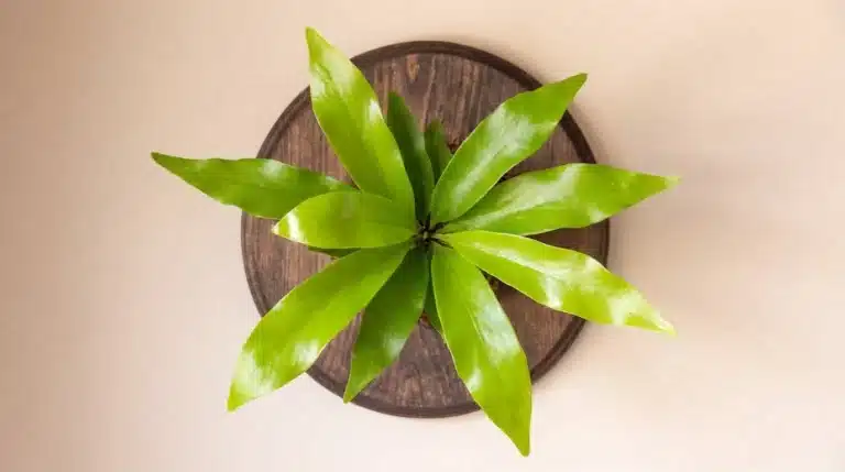 Top view of a bright green staghorn fern with glossy, elongated leaves arranged in a radial pattern on a round wooden mount