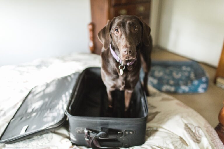 Helping The Family Pet Prepare For Boarding
