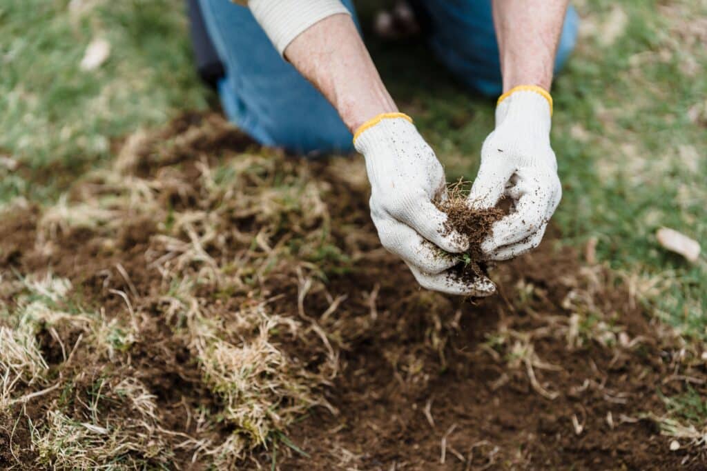 How Soil Health Influences the Look and Performance of Your Lawn