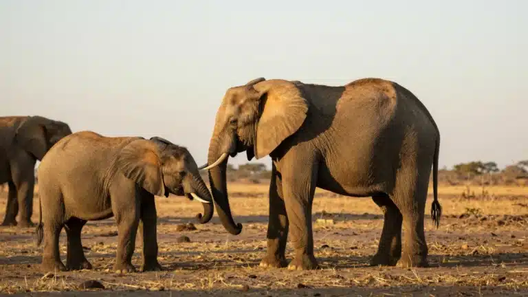 A large adult elephant and a smaller elephant walking together across a dry, grassy savanna under a bright, sunny sky.