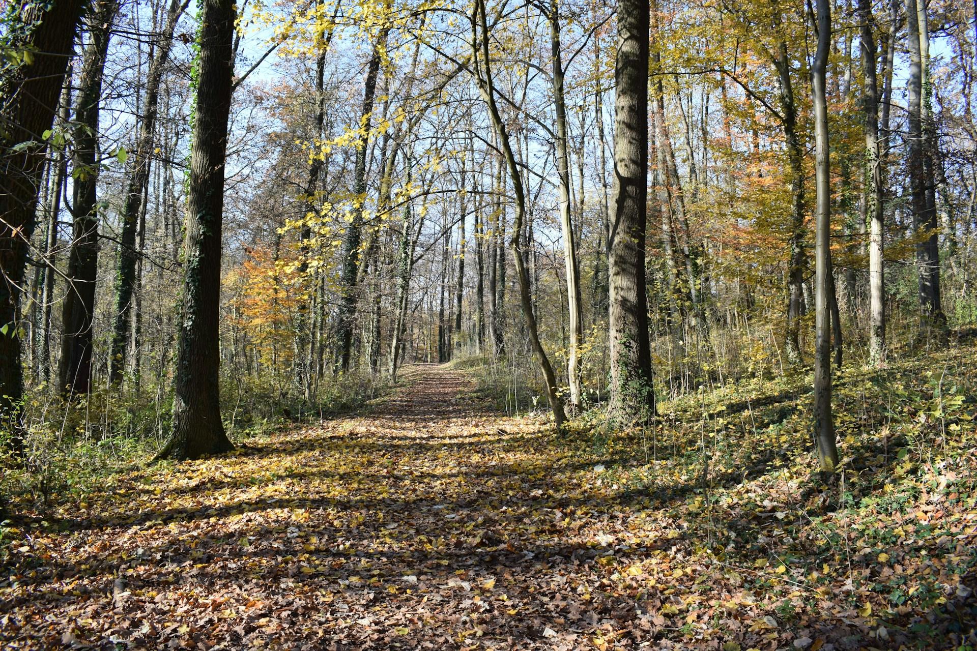 Forest path carpeted with autumn leaves under tall trees in bright natural light